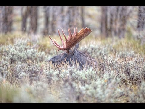 Hunting Monster Moose in Alaska