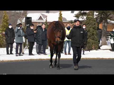 ポエティックフレア(Poetic Flare) - 社台スタリオンパレード2023