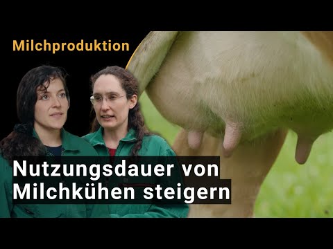 Erhöhung der Nutzungsdauer schweizerischer Milchkühe