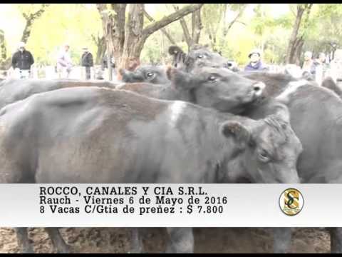 06-05-16 Venta de Vientres - Rocco, Canales y Cia S.R.L. - Rauch.