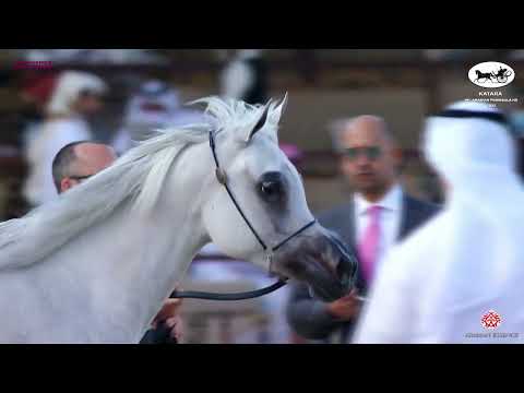N 169 MASHHOORAH AL SHAQAB   Katara Int  Arabian Peninsula Horse Show 2022   Mares 7 to 10 Years Old