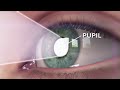 How eyes works? (Animation) explained within one minute.