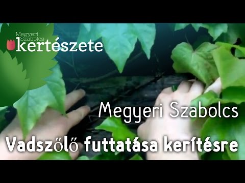 Tapadókorongos vadszőlő ültetése - Vadszőlő futtatása kerítésre - Parthenocissus tricuspidata