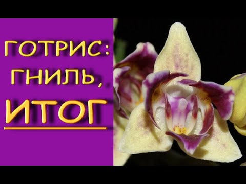 ОРХИДЕЯ phal. Sogo GOTRIS:гниль в шее,ИТОГ.Фаленопсис Сого Готрис (мини,пелорик).