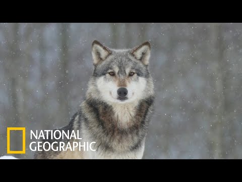 Россия Тайга Волки Дикая природа России Документальный фильм National Geographic 2020