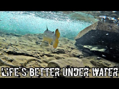 Life's Better Under Water