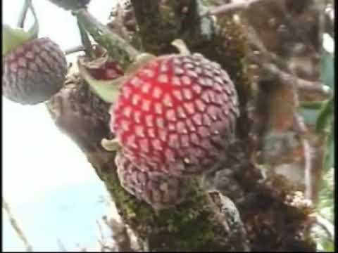 CHUQUIRAGUA - NAME OF A PLANT FOR THIS LAGUNA DEL CANTÓN ESPÍNDOLA