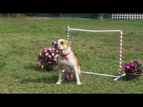 Heinz Dog training / Miami Dog Training video.