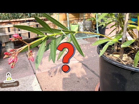Vor Lachen biegen sich Oleander-Zweige in den seltensten Fällen!