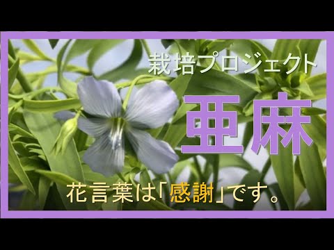 一般的な亜麻 植物