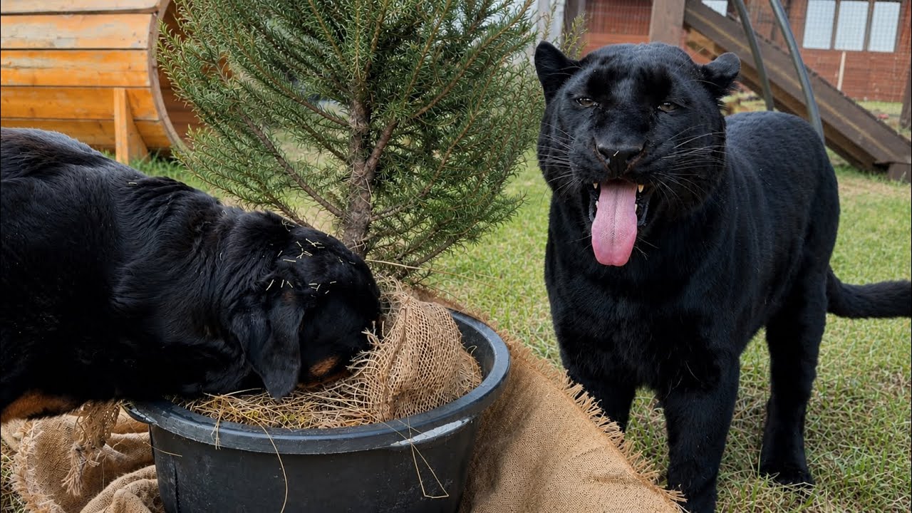 Luna the panther's enclosure is getting an update 😸(ENG SUB)