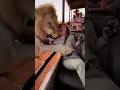 Lion Attack Girl On African Savanna Dessert Shorts Shortvideo Short
