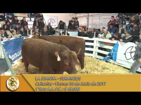 30-06-17 Venta de Toros Puros Controlados - La Juanita - Surangus - Cañuelas.