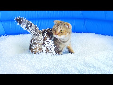 Cat Munchkin