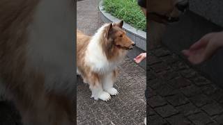 Download lagu THIS JAPANESE MAN TURNED INTO A DOG? Crazy! See the Transformation for Yourself! mp3 Download lagu THIS JAPANESE MAN TURNED INTO A DOG? Crazy! See the Transformation for Yourself! mp3