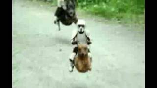 Ain&#39;t no god for dogs (das puppen shnoogle remix)