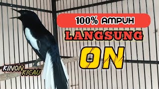 Download lagu 🔴 Pancingan Burung Kacer Agar Cepat Emosi Gacor Dan Mau Buka Ekor || 100% AMPUH !!! mp3
