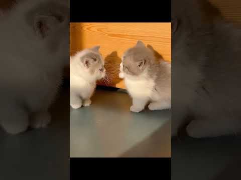 cat videos cute animals cute cats try not to laugh #shorts #funny #fyp #comedy #cute #cats #foryou ❤
