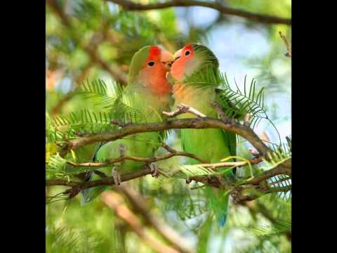 DORELA URBINA - QUE BONITO AMOR