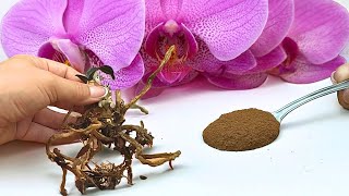 Dies ist die beste Medizin für Orchideen die selbst die schwächsten und toten Orchideen wiederbelebt