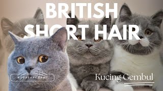 Download lagu ‼️KUCING BRITISH SHORT HAIR‼️KUCING LUCU GEMBUL MENGGEMASKAN mp3