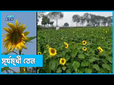 তেল চাহিদা মেটাতে সূর্যমূখী