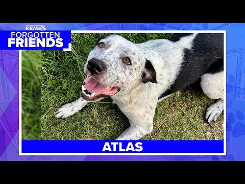 Heeler mix named Atlas needs home after July Fourth flooding | Forgotten Friends