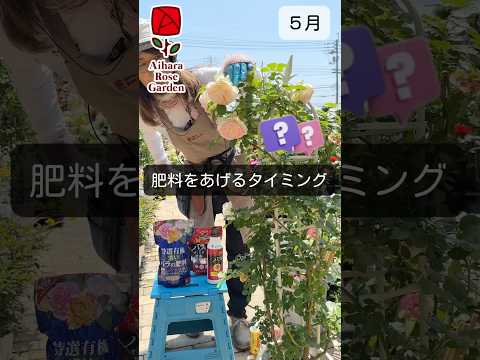 バラの茂みにいつ肥料を与えるか