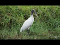 Wood Stork At Disney S Boardwalk Inn