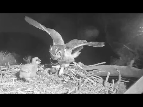 Great Horned Owl~Mom brings a huge Frog! Feeding  time for little Grey~9:52 PM 2022/03/10