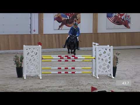 Querido Z Filly - Image 2