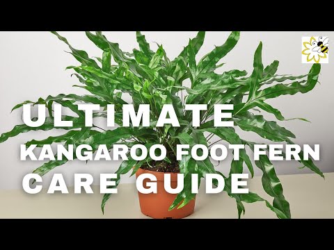image-How do you care for a kangaroo paw fern indoors?