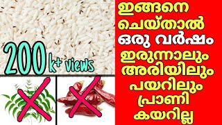 ഇങ്ങനെ ചെയ്താൽ അരിയിൽ പ്രാണികൾ വരില്ല|how to get rid of rice bugs|remove rice weevils|clean insects