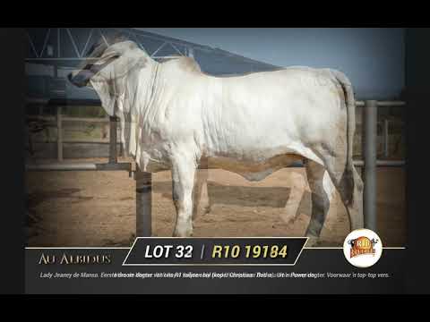 Au Albidus Brahman Auction : R10 Brahman on offer.