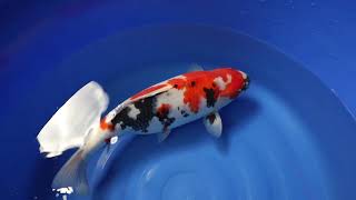 video van Showa SH-V23-01233