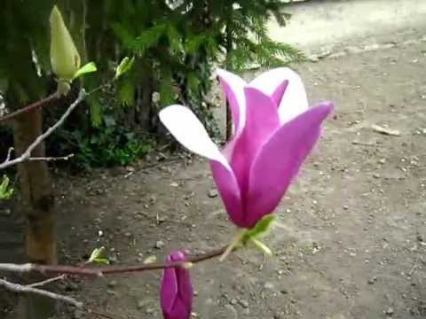 magnolijos žievės svorio metimas