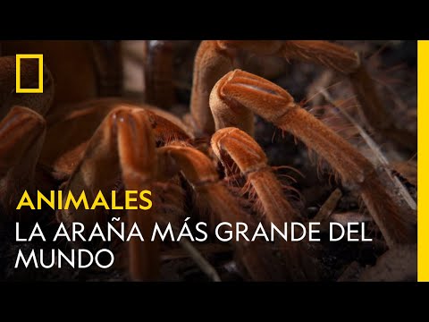 Observa cómo la araña más grande del mundo inmoviliza a sus presas | NATIONAL GEOGRAPHIC ESPAÑA