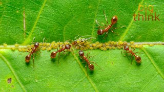 E.O. Wilson on Pheromones and the Hidden World of Other Senses