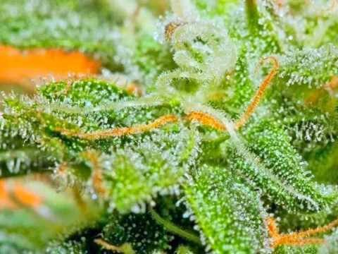 Pędzik CDZ -Chuj z nazwa bo brak mi pomysłu