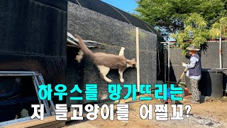 하우스를 망가뜨리는 저 들고양이를 어쩔꼬???