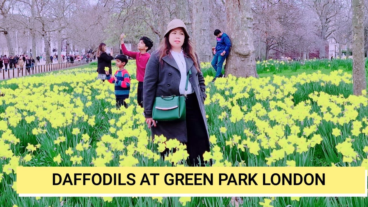 Daffodils burst /Green Park London /having fun filming and selfie