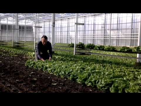 Heyse salade plantage workflow