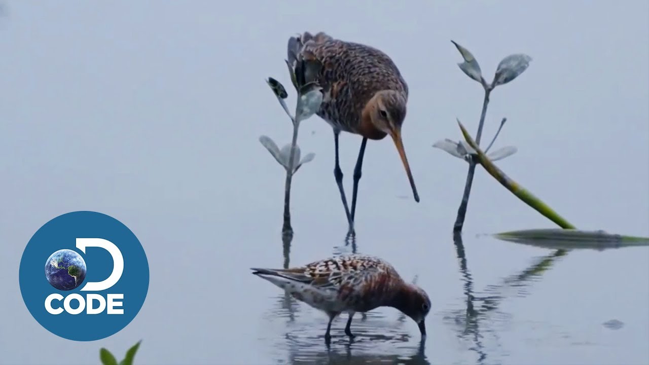 Where Did Influenza Come From?