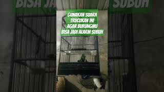 Download lagu Putar suara ini, bikin burung kalian rajin bunyi & jadi Alarm Subuh. #suaratrucukan #trucuk #birds mp3