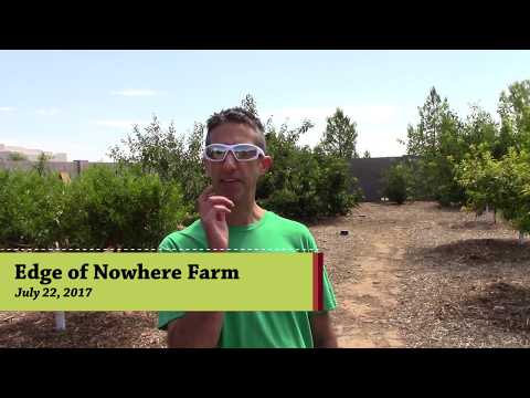 Growing Almonds in the Arizona Desert