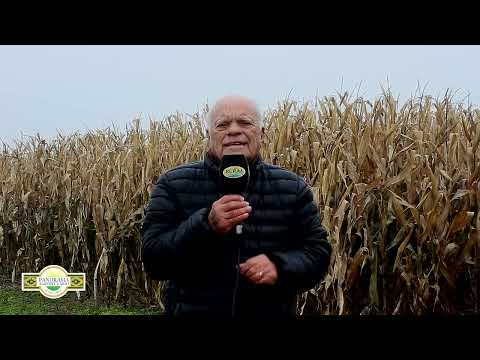 Panorama Agropecuario Balcarce 28/2 Producción de maiz.