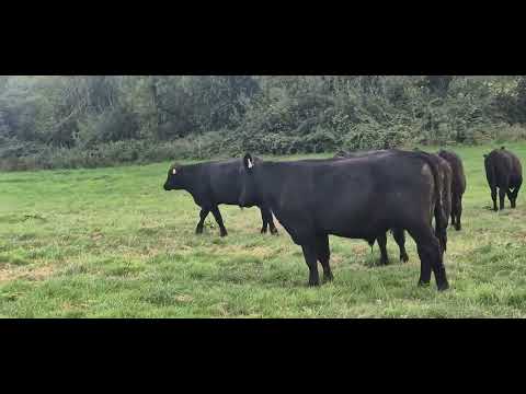 8 Proper Aberdeen Angus Bullocks for sale - Image 2