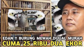 Download lagu PUYENG KEJAR SETORAN || BURUNG ME AH JUAL MURAH 25 RIBU DUA EKOR DI KIOS MANTO PB PRAMUKA  mp3