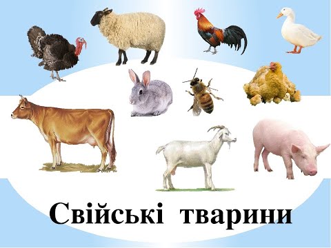 Свійські тварини🐖 Розвиваюче відео дітям українською. Цікаве про тварин🐄 Домашние животные
