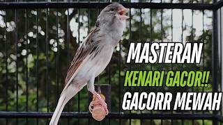 Download lagu Burung Kenari Kenari Gacor Dor Pancingan Paling Ampuh Buat Kenari Macet Langsung Bunyi!!! mp3 Download lagu Burung Kenari Kenari Gacor Dor Pancingan Paling Ampuh Buat Kenari Macet Langsung Bunyi!!! mp3